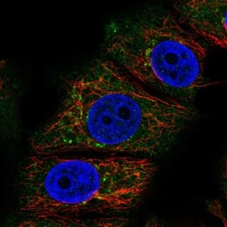 RABEP2 Antibody, Novus Biologicals:Antibodies:Primary Antibodies
